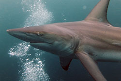 Reef shark